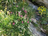 Ausflug auf den First - Cliff-Walk - Bergblumenpracht