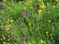 Ausflug auf den First - Cliff-Walk - Bergblumenpracht