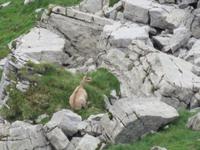 Ausflug zum Schilthorn - Gemsen