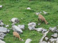 Ausflug zum Schilthorn - Gemsen