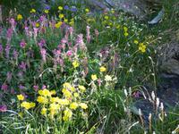 Ausflug auf den First - Cliff-Walk - Bergblumenpracht