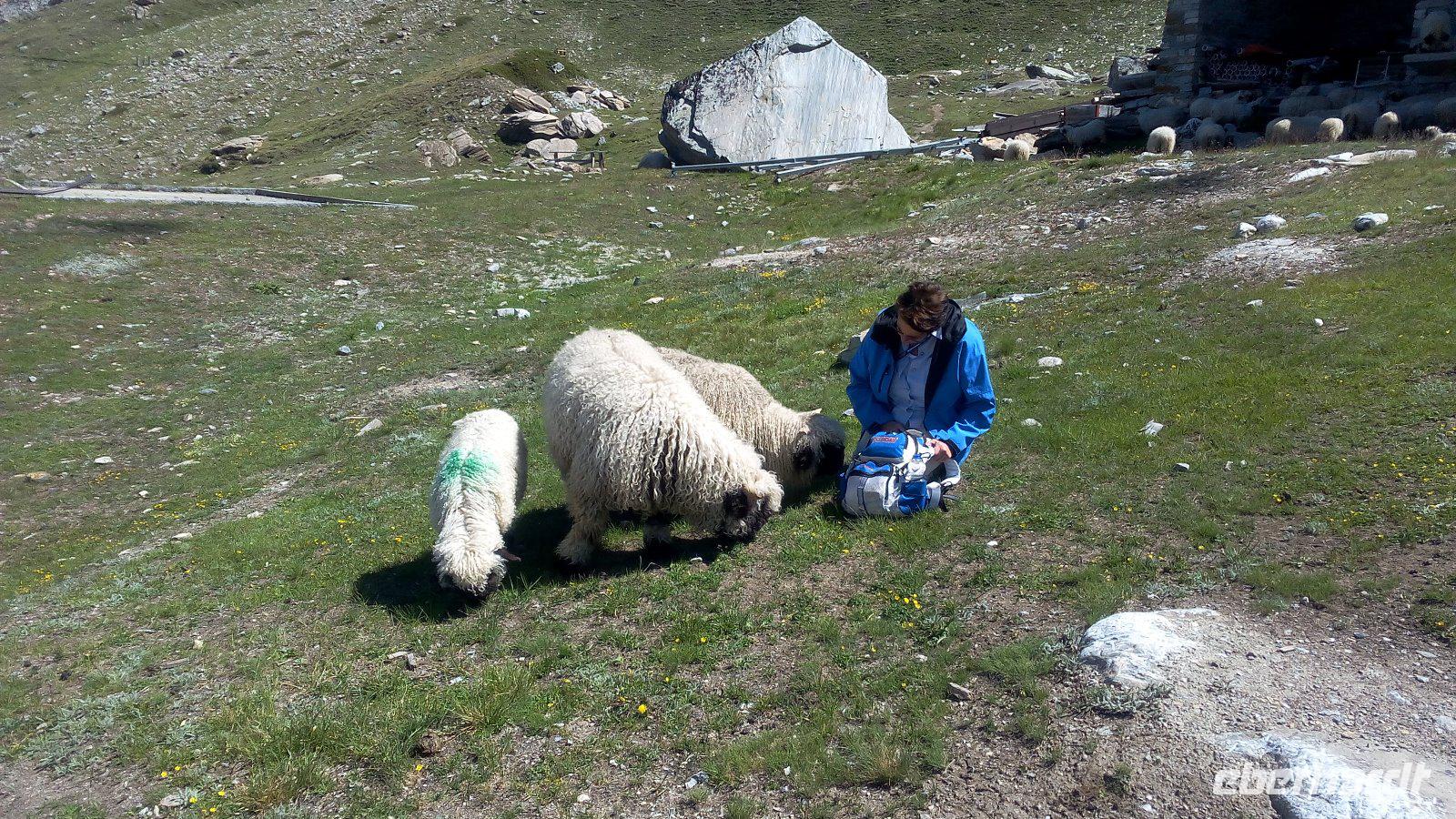 Zermatt, Rothorn, Wanderung entlang des Blumenwegs