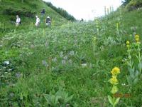 Besuch des Alpengartens auf der Schynige Platte
