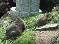 Die Murmeltiere lassen es sich schmecken