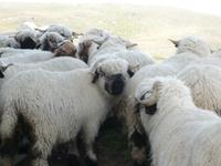 Schwarznasenschafe auf der Riffelalp