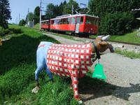 Fahrt mit der Rigibahn