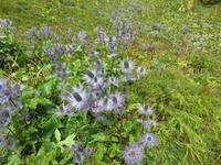 Auf der Schynigen Platte  - Alpengarten