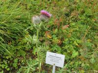 Auf der Schynigen Platte  - Alpengarten