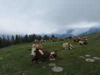 Fahrt auf die Schynige Platte