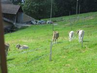 Fahrt mit der Dampfbahn auf die Rigi