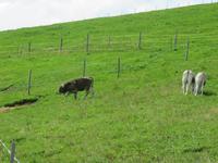 Talfahrt von der Rigi