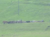 Almabtrieb in Flüeli-Ranft