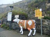 Auf Schynigge Platte empfängt uns diese Kuh