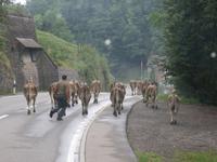 Kuhherde vor unserem Bus