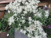 Altsstadt von Zürich - Edelweiß