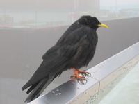 Auf dem Pilatus - Bergdohle