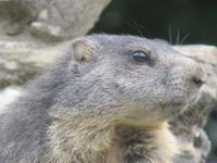 Haderbahn - Alpenwildpark - Murmeltiere