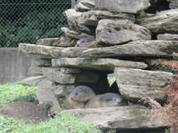 Haderbahn - Alpenwildpark - Murmeltiere