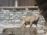 Haderbahn - Alpenwildpark - Steinböcke