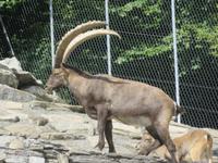 Haderbahn - Alpenwildpark - Steinböcke