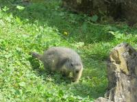 Haderbahn - Alpenwildpark - Murmeltier