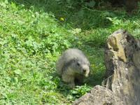 Haderbahn - Alpenwildpark - Murmeltier