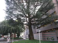 Lugano. Banco Gottardo (Mario Botta)