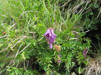 Auf dem Brienzer Rothorn
