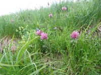 Auf dem Brienzer Rothorn