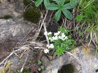 Auf dem Brienzer Rothorn