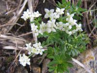 Auf dem Brienzer Rothorn