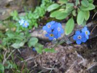 Auf dem Brienzer Rothorn