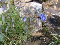 Auf dem Brienzer Rothorn