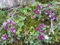 Auf dem Brienzer Rothorn
