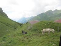 Esel auf der Alm