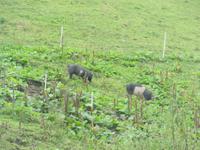 Schweine auf der Alm