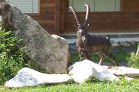 Auf dem Weg zur Bettmeralp