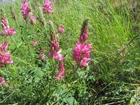 Guarda - wilde Wicke