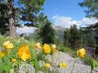 Blick von der Schatzalp zum Jakobshorn