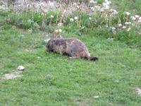 Zermatt - Sunegga - Murmeltier