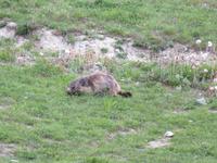 Zermatt - Sunegga - Murmeltier