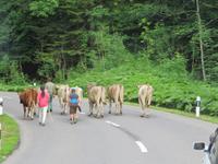Kühe auf der Straße Richtung Schwägalp