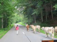 Kühe auf der Straße Richtung Schwägalp
