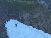 Blick vom Säntis - Gemse