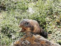 Im Alpenwildpark von Interlaken