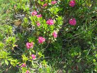 Moosfluh - Alpenrosen