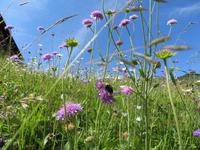 Riederalp - Bergblumen