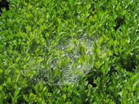 Brig - Spinnnetz in einer Hecke