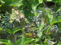 Brig - Spinnnetz in einer Hecke