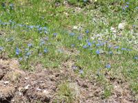 Zermatt - Wanderung auf dem Blumenweg